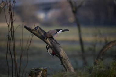 foto di vari uccellini ripresi da un capanno in Italia varie specie