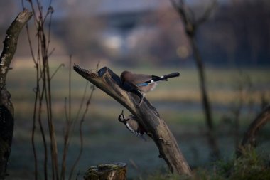 foto di vari uccellini ripresi da un capanno in Italia varie specie