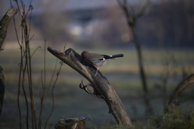 foto di vari uccellini ripresi da un capanno in Italia varie specie