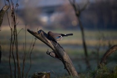 foto di vari uccellini ripresi da un capanno in Italia varie specie
