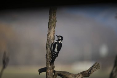 foto di vari uccellini ripresi da un capanno in Italia varie specie