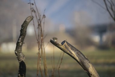 foto di vari uccellini ripresi da un capanno in Italia varie specie