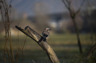 ucelli in volo in capanno di osservazione