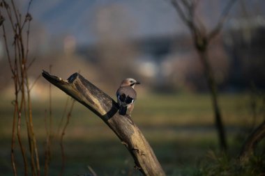 ucelli in volo in capanno di osservazione