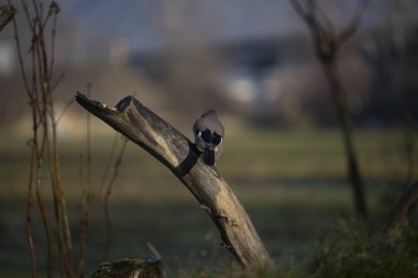 ucelli in volo in capanno di osservazione