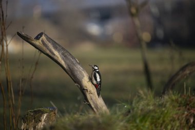 ucelli in volo in capanno di osservazione