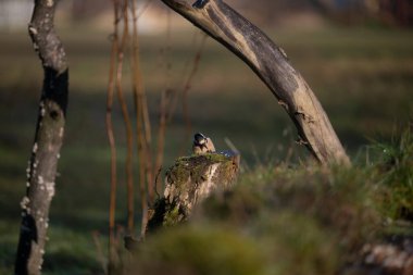 ucelli in volo in capanno di osservazione