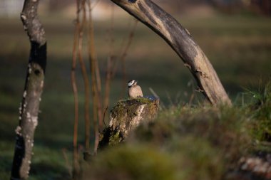 ucelli in volo in capanno di osservazione