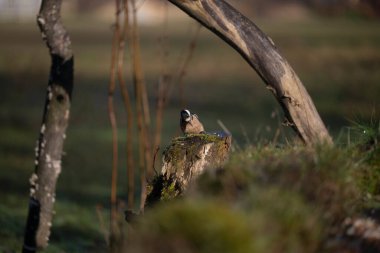 ucelli in volo in capanno di osservazione