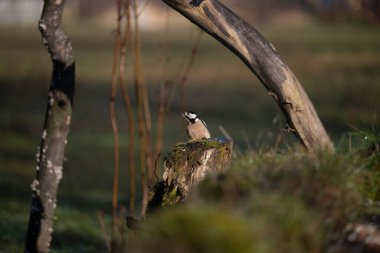 ucelli in volo in capanno di osservazione