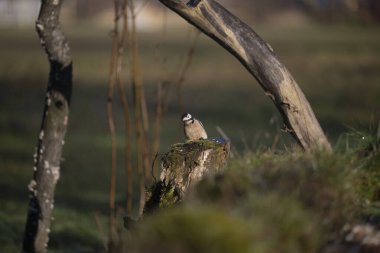 ucelli in volo in capanno di osservazione