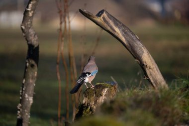 ucelli in volo in capanno di osservazione