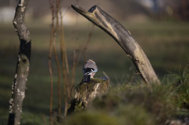 ucelli in volo in capanno di osservazione
