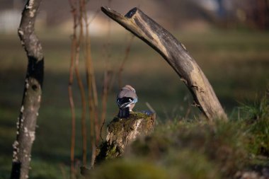 ucelli in volo in capanno di osservazione