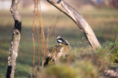 ucelli in volo in capanno di osservazione