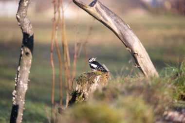 ucelli in volo in capanno di osservazione