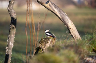 ucelli in volo in capanno di osservazione