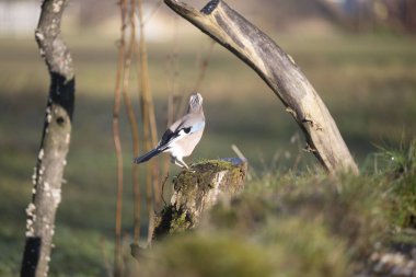 ucelli in volo in capanno di osservazione