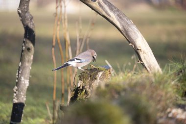 ucelli in volo in capanno di osservazione