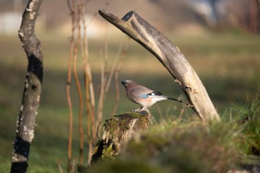 ucelli in volo in capanno di osservazione