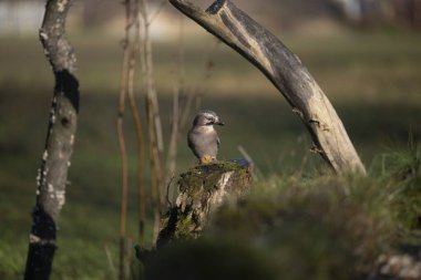 ucelli in volo in capanno di osservazione