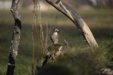 ucelli in volo in capanno di osservazione