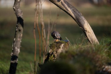 ucelli in volo in capanno di osservazione