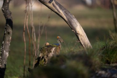 ucelli in volo in capanno di osservazione