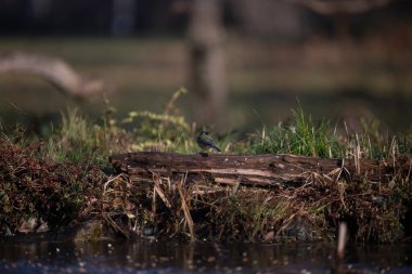 ucelli in volo in capanno di osservazione