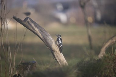 ucelli in volo in capanno di osservazione
