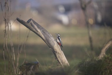ucelli in volo in capanno di osservazione