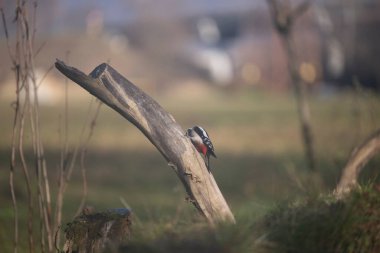 ucelli in volo in capanno di osservazione