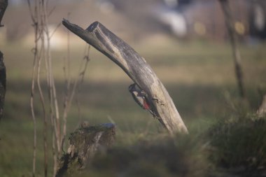 ucelli in volo in capanno di osservazione
