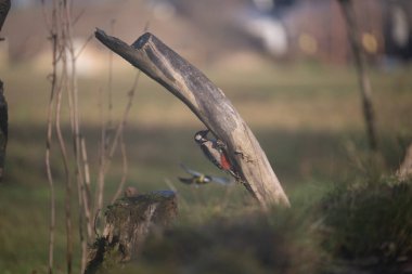 ucelli in volo in capanno di osservazione