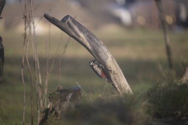 ucelli in volo in capanno di osservazione