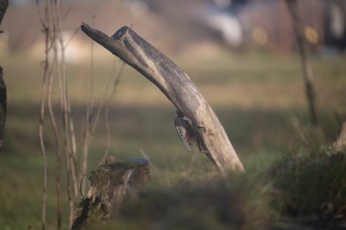ucelli in volo in capanno di osservazione