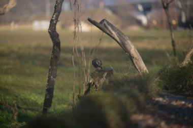 ucelli in volo in capanno di osservazione