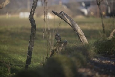 ucelli in volo in capanno di osservazione