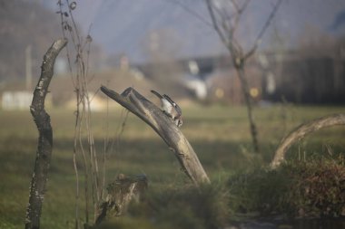 ucelli in volo in capanno di osservazione