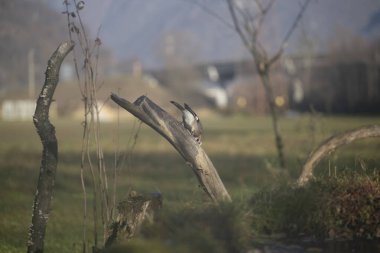 ucelli in volo in capanno di osservazione