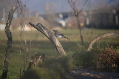 ucelli in volo in capanno di osservazione
