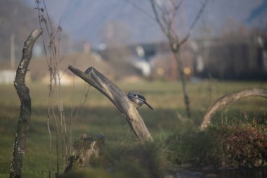 ucelli in volo in capanno di osservazione