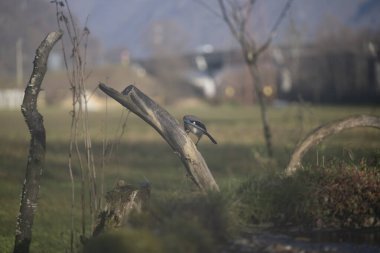 ucelli in volo in capanno di osservazione