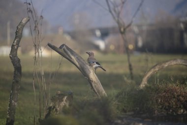 ucelli in volo in capanno di osservazione