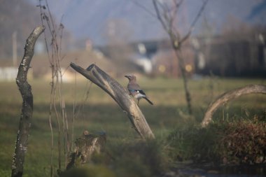 ucelli in volo in capanno di osservazione