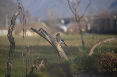 ucelli in volo in capanno di osservazione