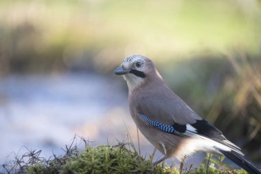 ucelli in volo in capanno di osservazione