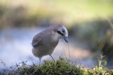 ucelli in volo in capanno di osservazione