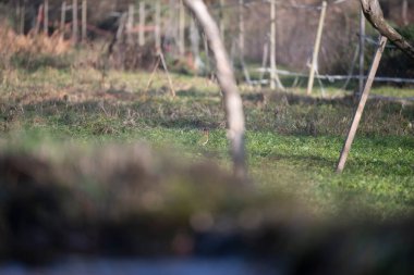 ucelli in volo in capanno di osservazione