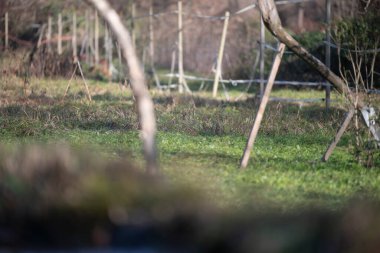 ucelli in volo in capanno di osservazione